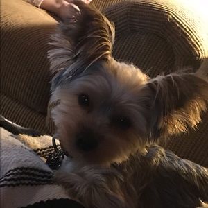 Meet your Posher, Queen